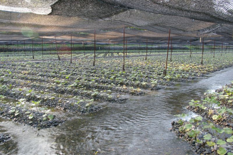 Wasabi sinh trưởng tự nhiên Wasabi sinh trưởng tự nhiên
